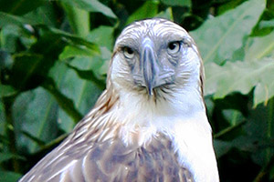Philippine Eagle Davao courtyside tour 